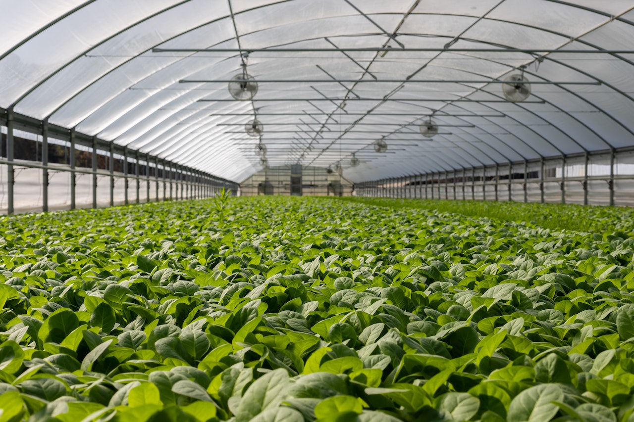 Kanistry w rolnictwie i ogrodnictwie – przechowywanie i transport płynnych nawozów i pestycydów