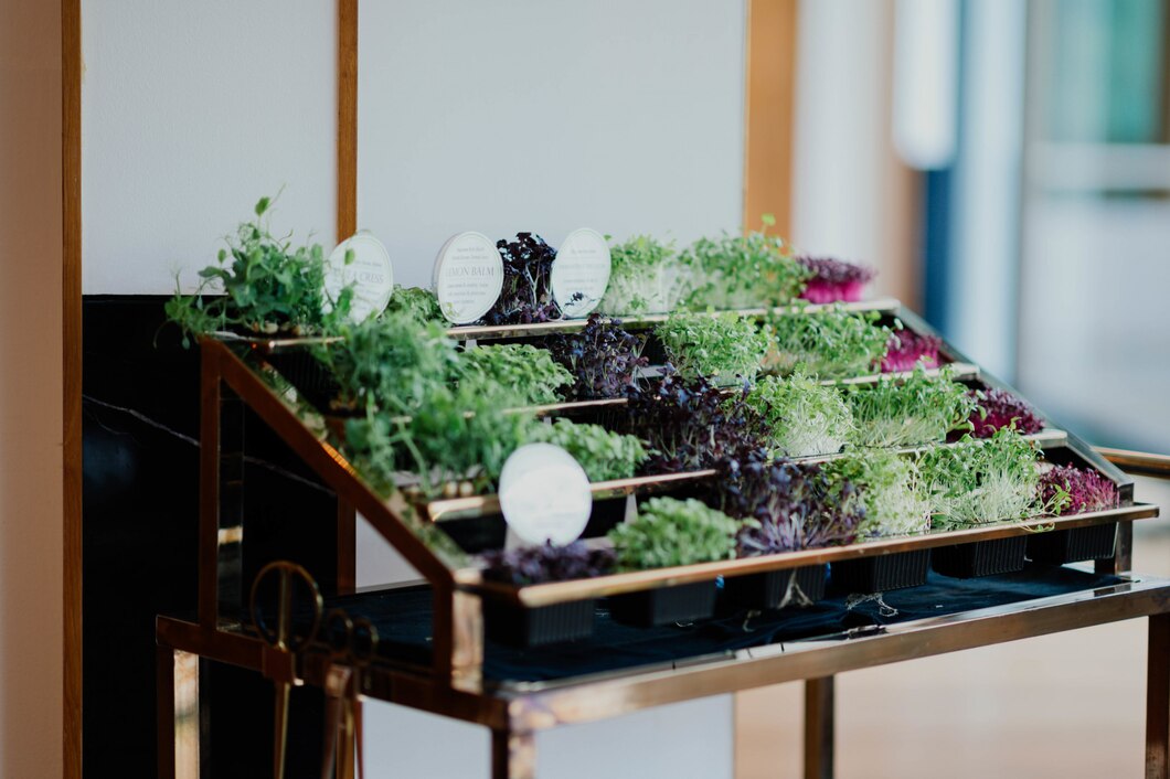 Jak wygodnie uprawiać warzywa i zioła na balkonie dzięki mini szklarniom i donicom