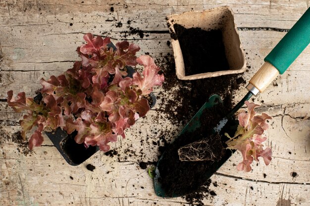 Sekrety skutecznego nawożenia roślin ozdobnych w przydomowym ogrodzie