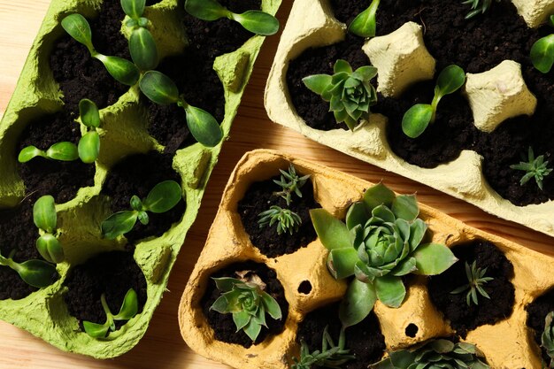 Adaptacja roślin do zmieniających się warunków klimatycznych w ogrodzie